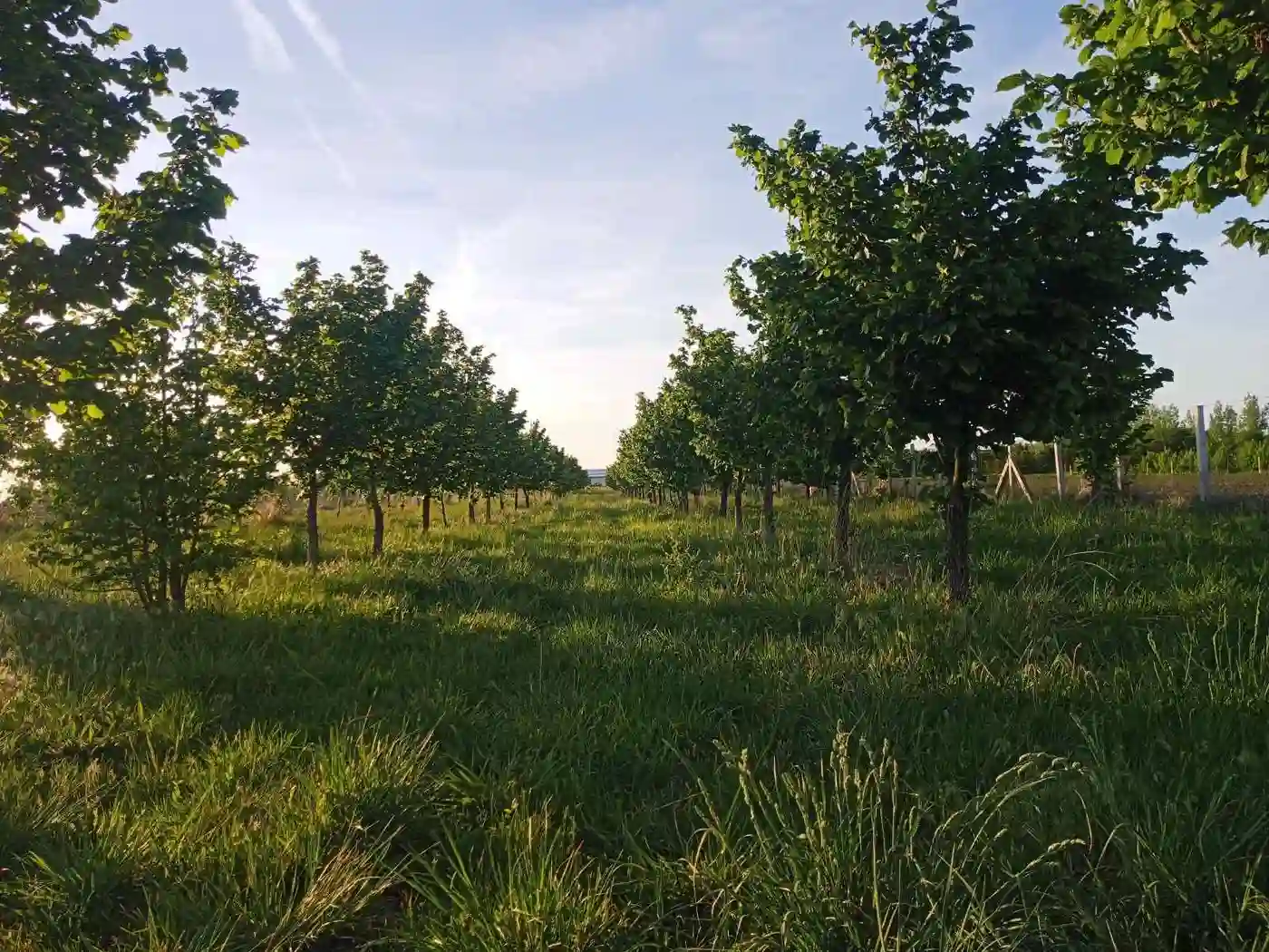plac na prodaju Vrbas 6425m2 527453