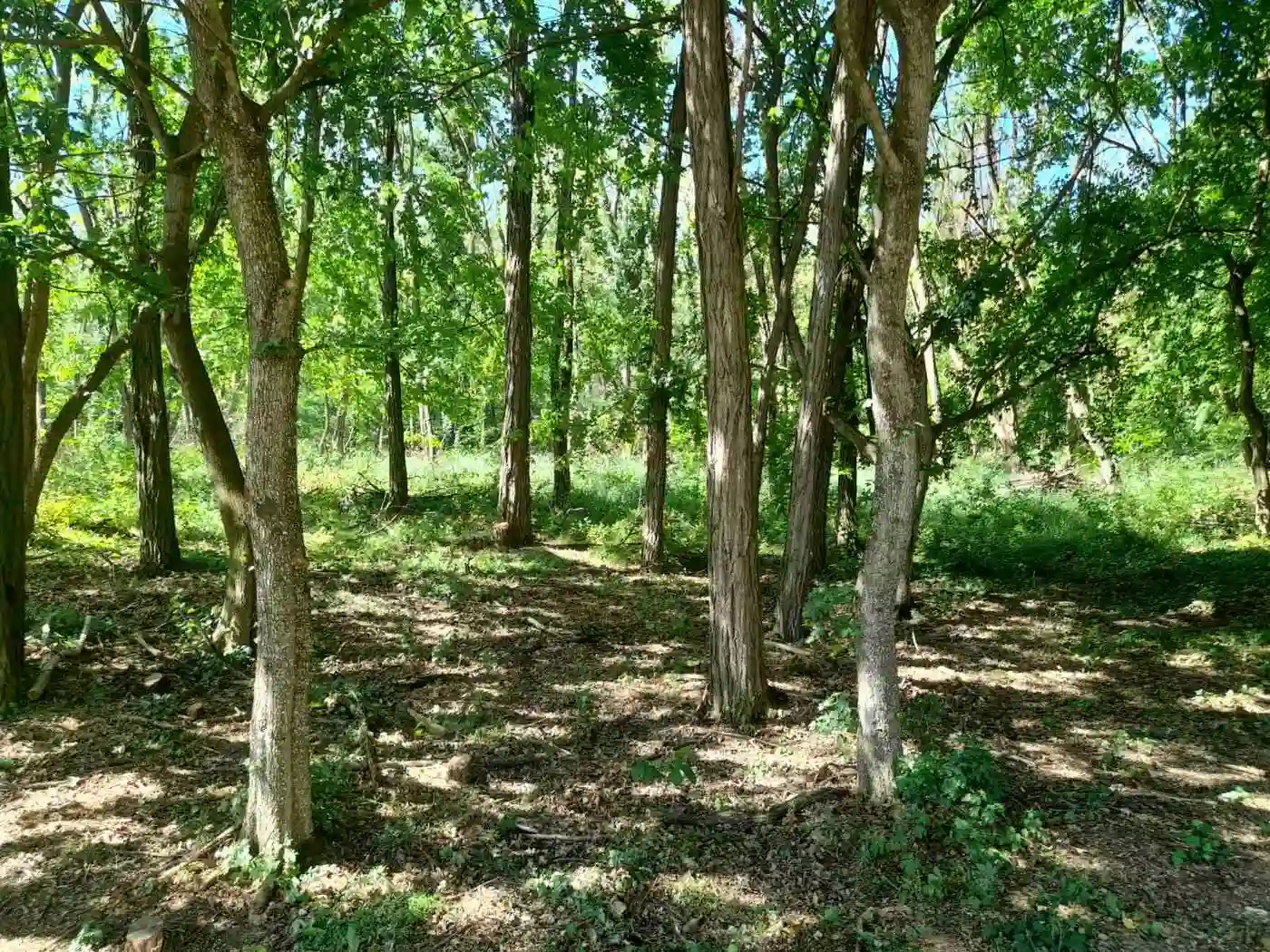 plac na prodaju Beočin, 3839m2 528461