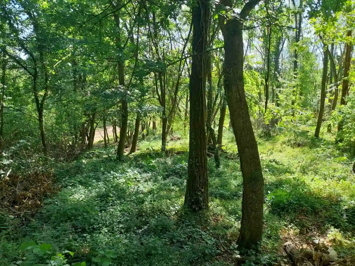 plac na prodaju Beočin 3839m2 528461