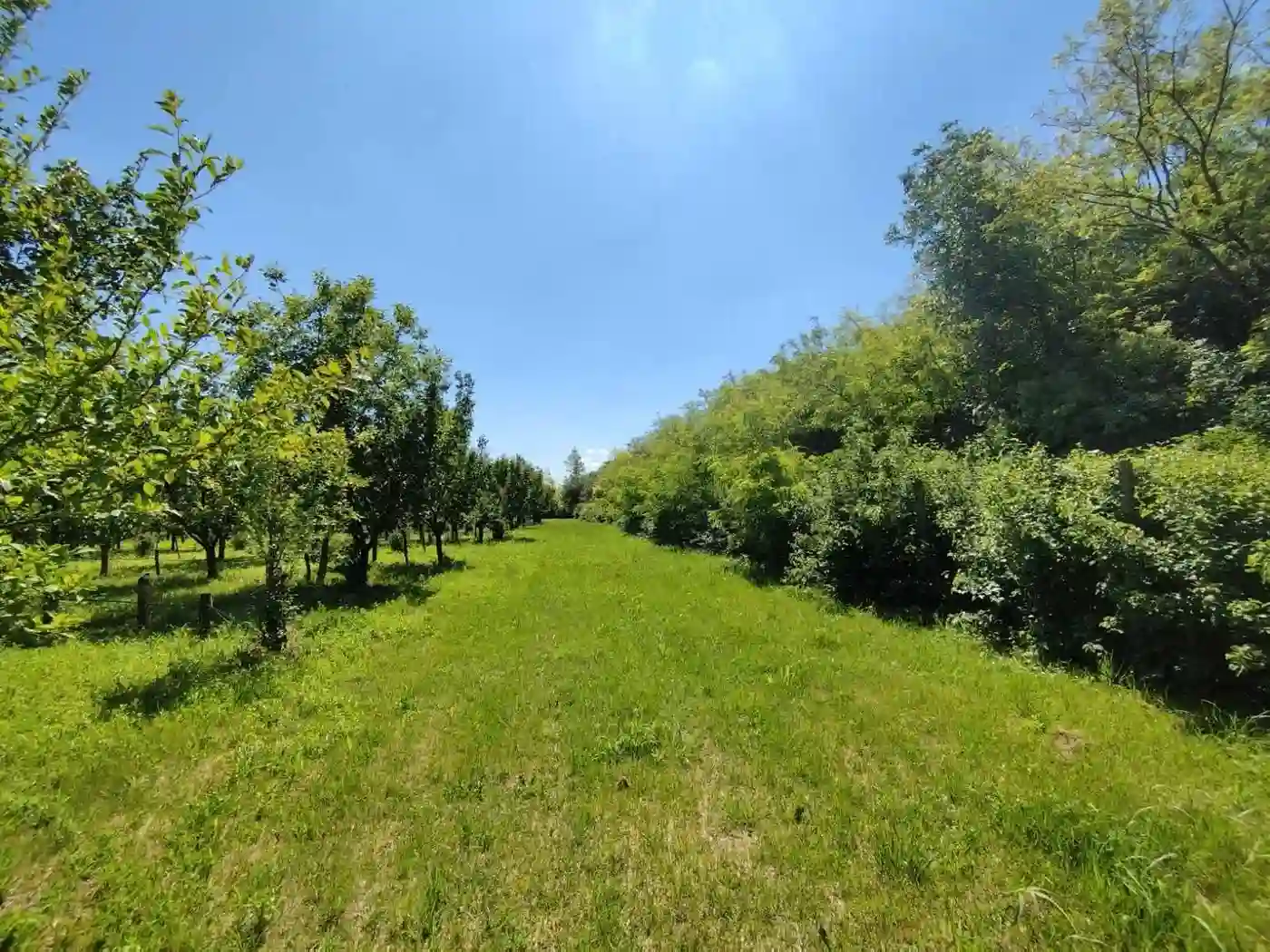 plac na prodaju Kisač, 11019m2 516689