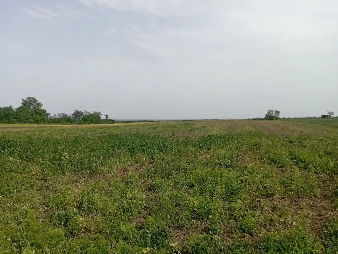 plac na prodaju Čortanovci, 1160m2 529148