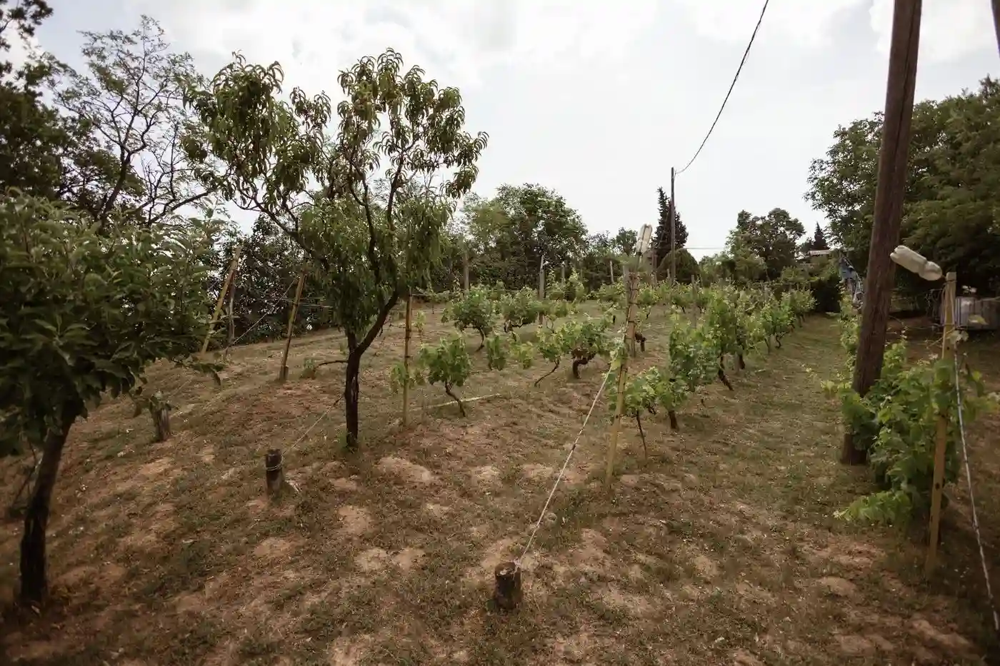 kuca na prodaju Sremski Karlovci 172m2 528668