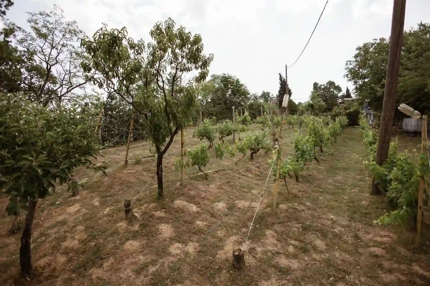 kuca na prodaju Sremski Karlovci 172m2 528668