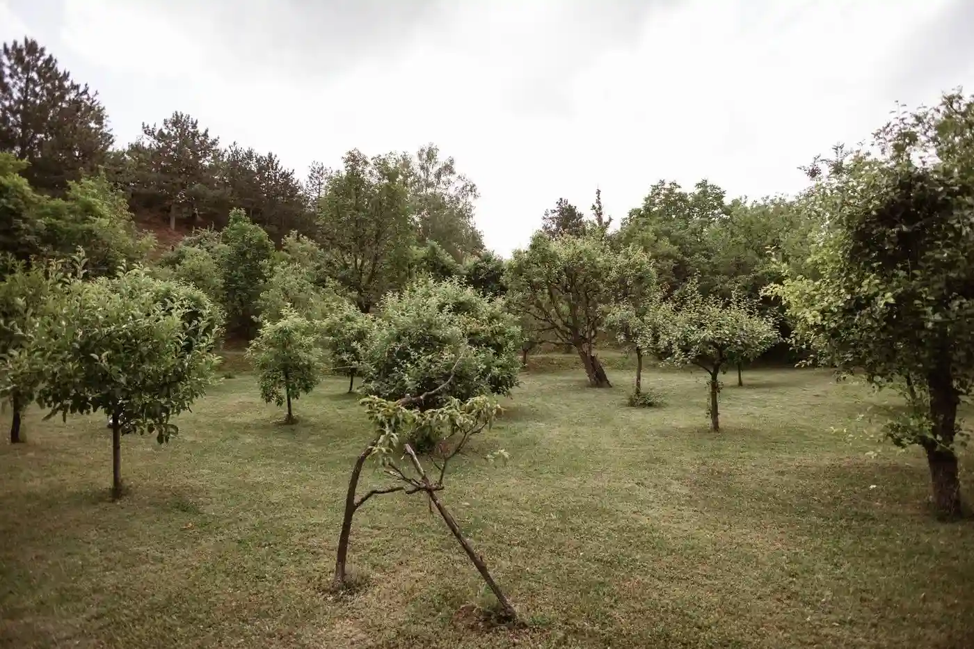 kuca na prodaju Sremski Karlovci 172m2 528668