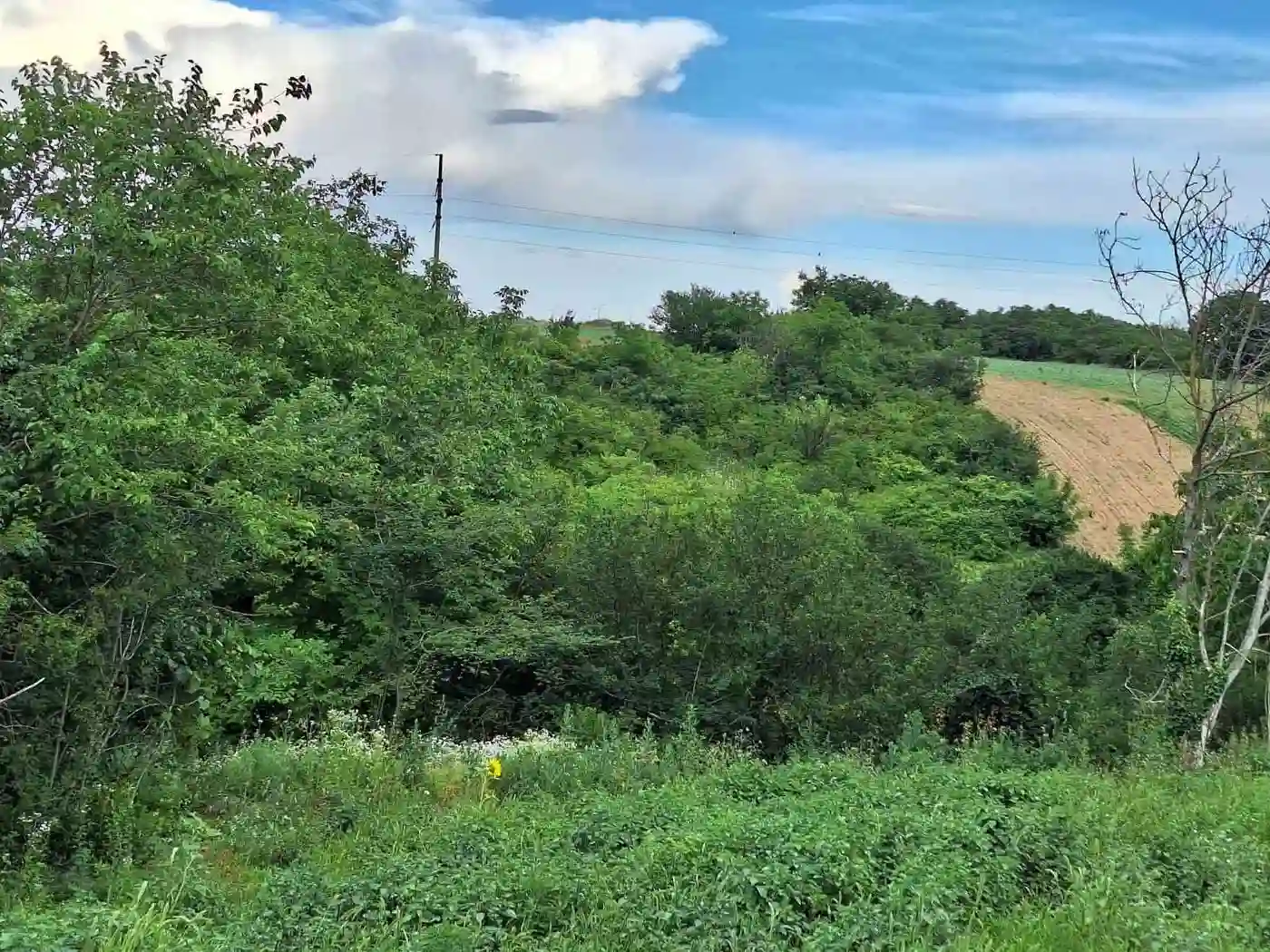 plac na prodaju Petrovaradin 815m2 529862