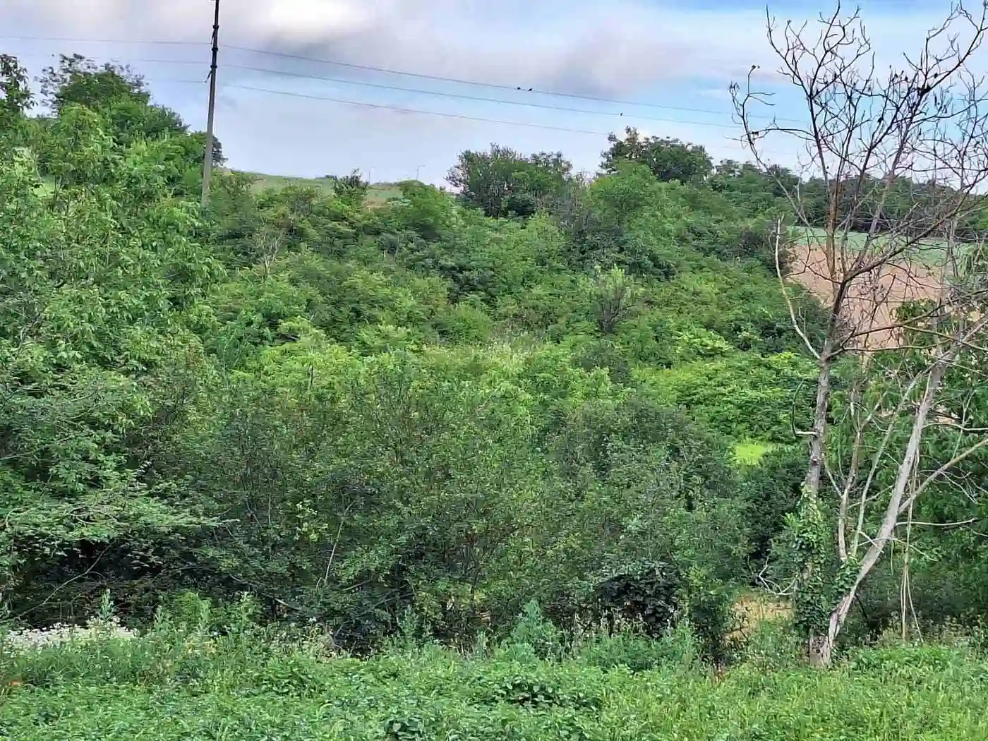 plac na prodaju Petrovaradin 815m2 529862