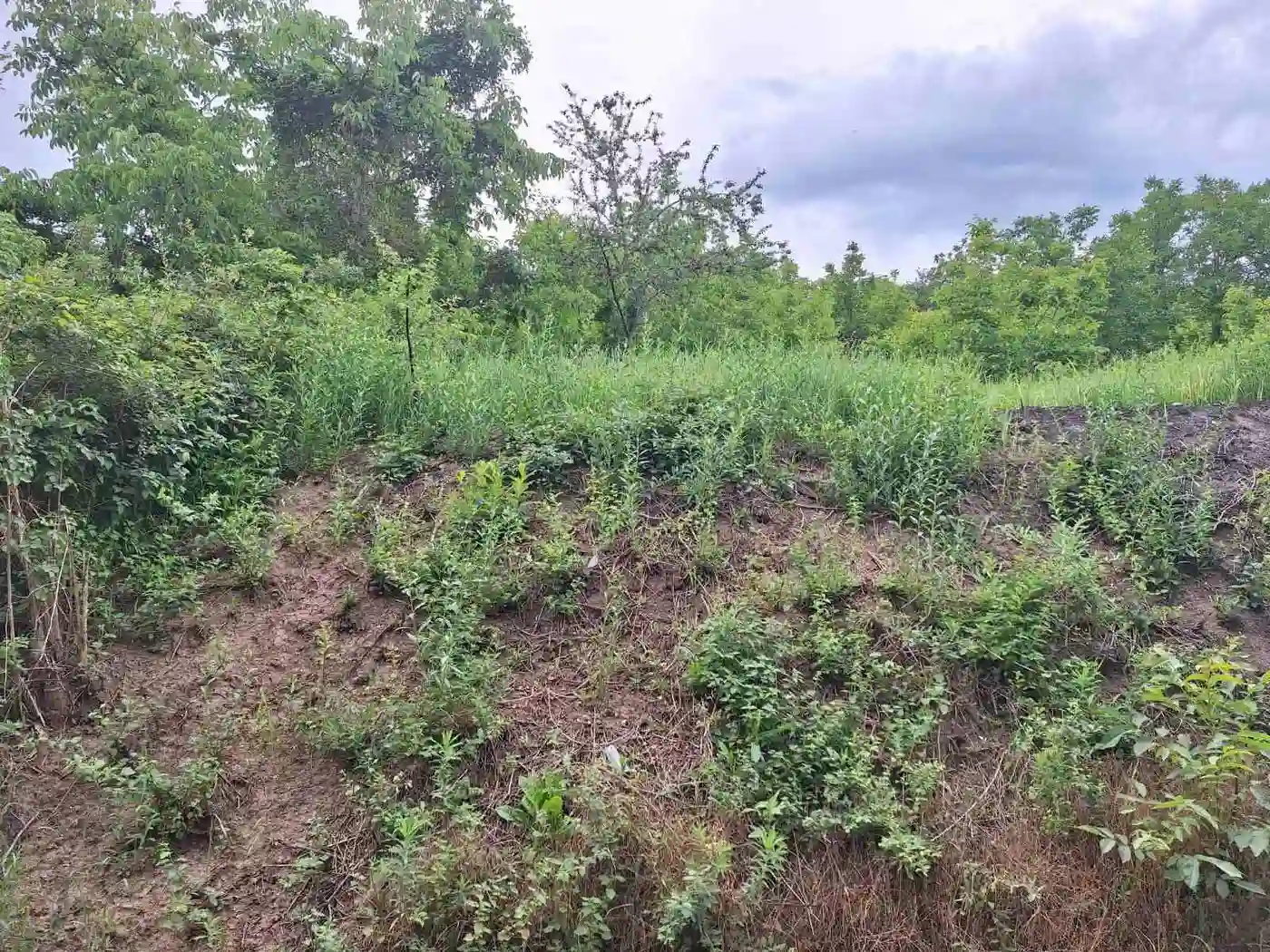 plac na prodaju Petrovaradin 834m2 530155