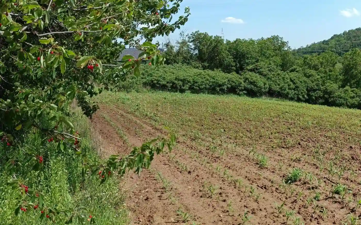 plac na prodaju Sremska Kamenica 3459m2 530790