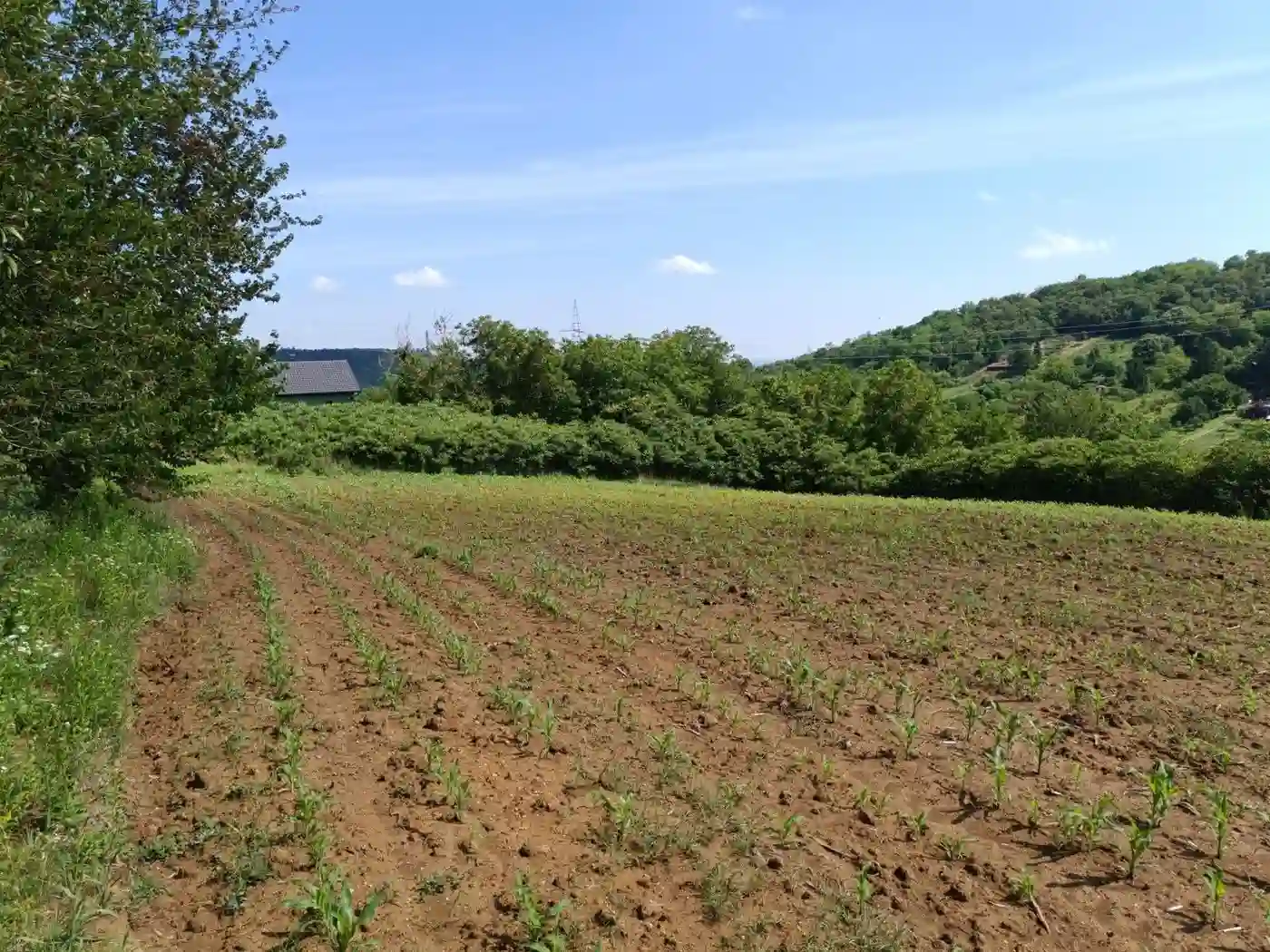 plac na prodaju Sremska Kamenica 3459m2 530790