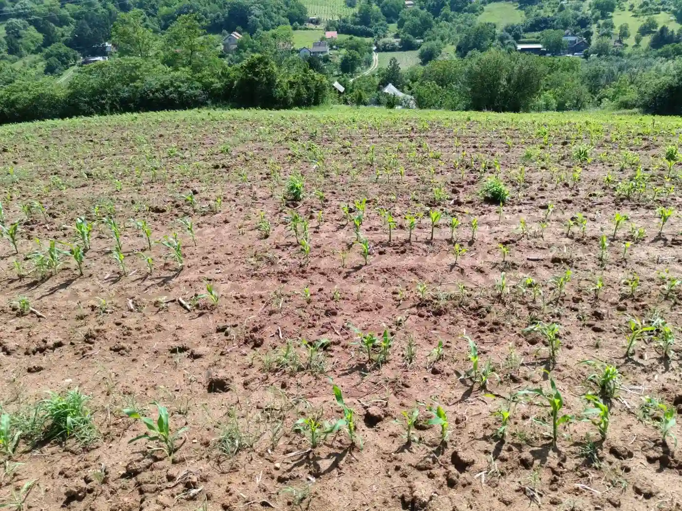 plac na prodaju Sremska Kamenica 3459m2 530790