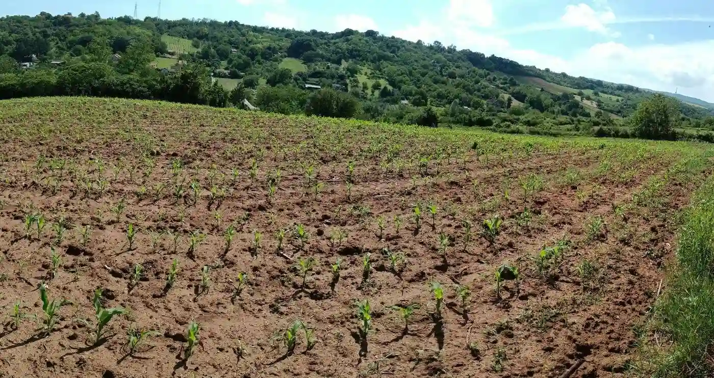plac na prodaju Sremska Kamenica 3459m2 530790