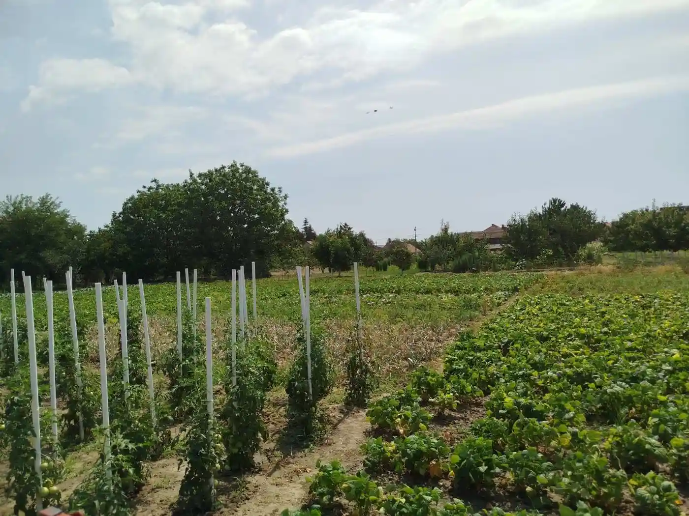 kuca na prodaju Kovilj 177m2 530872