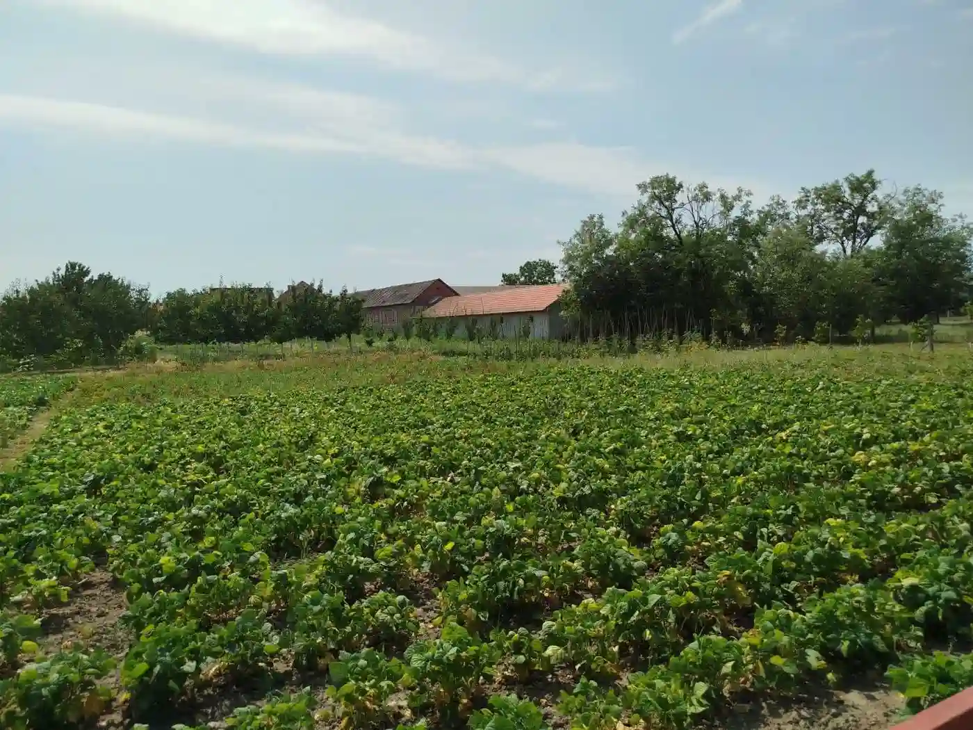 kuca na prodaju Kovilj 177m2 530872