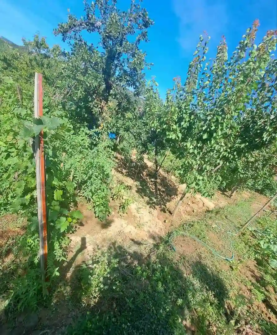 plac na prodaju Sremska Kamenica, 1005m2 531481