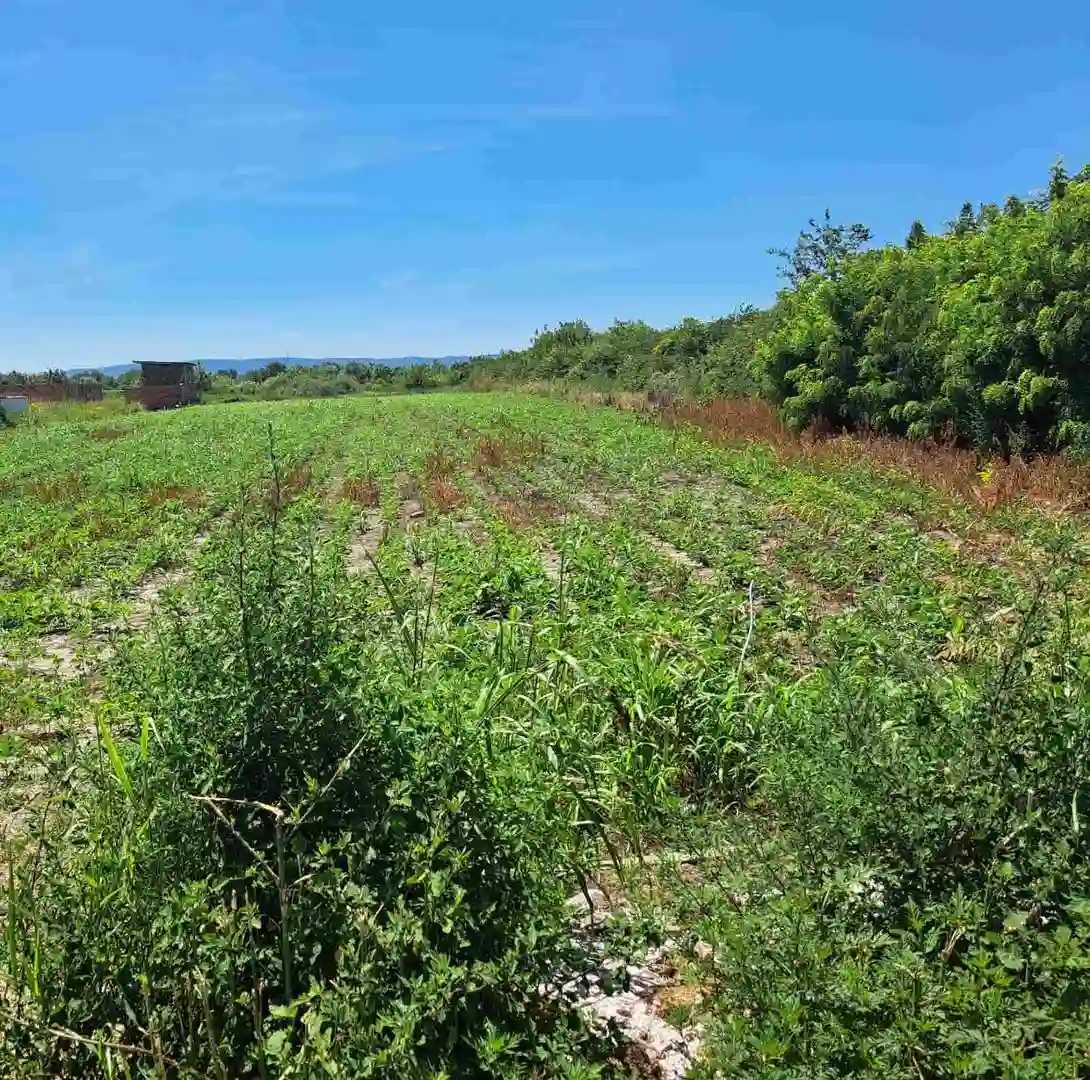 plac na prodaju Novi Sad 1352m2 531490