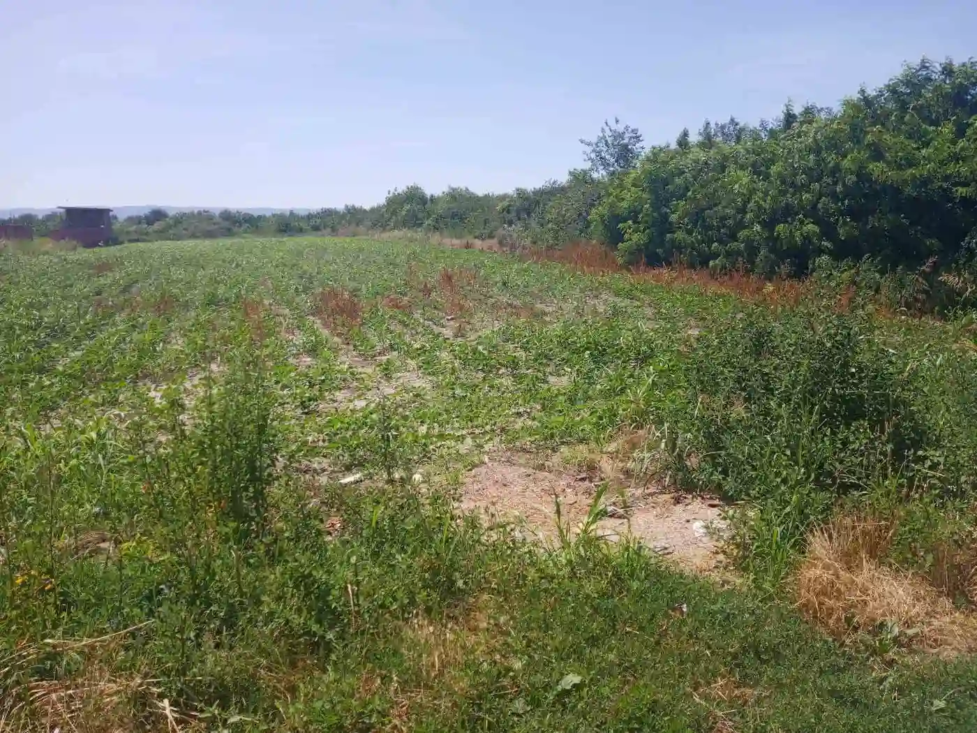 plac na prodaju Novi Sad 1586m2 531483