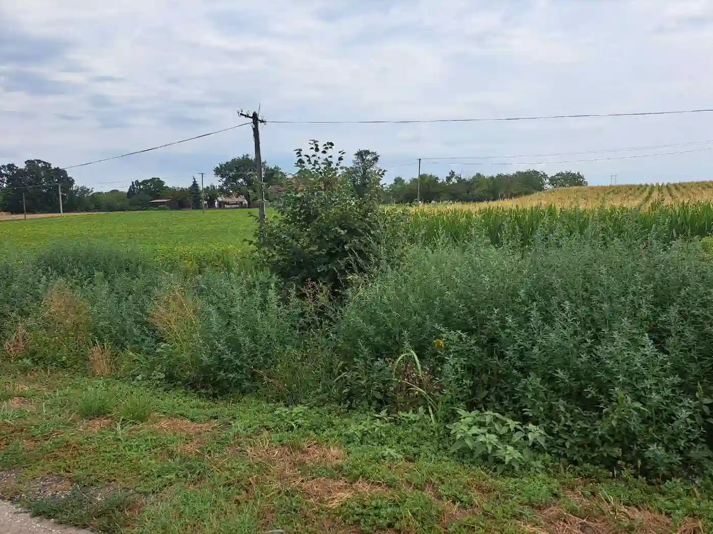 plac na prodaju Čenej, 11509m2 532186