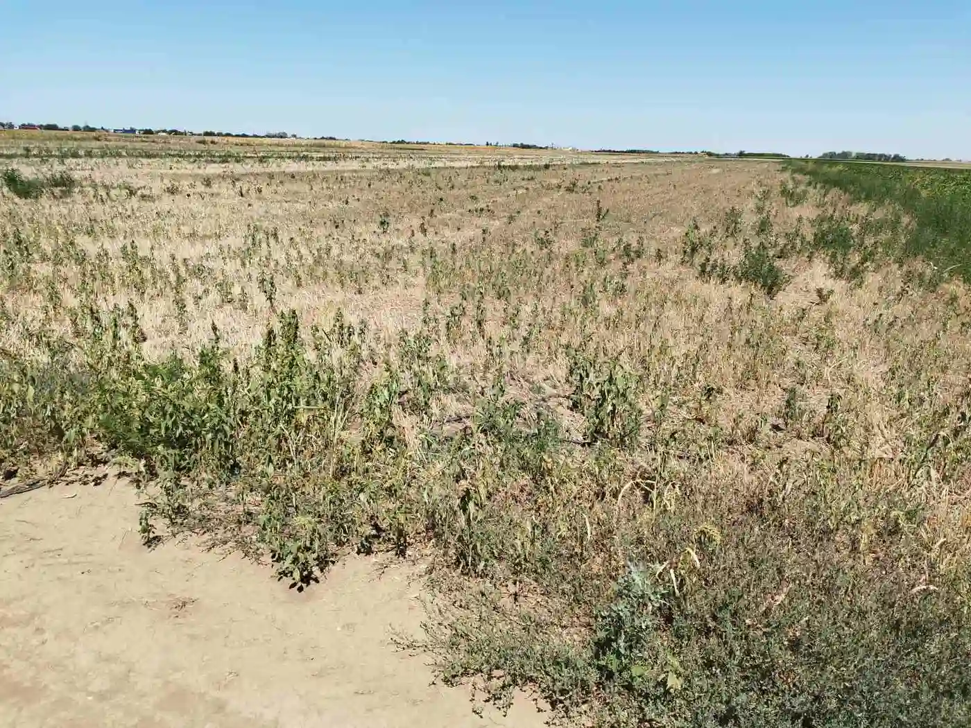 plac na prodaju Žabalj 42196m2 532632