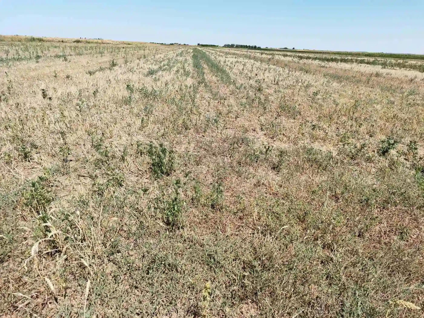 plac na prodaju Žabalj 42196m2 532632
