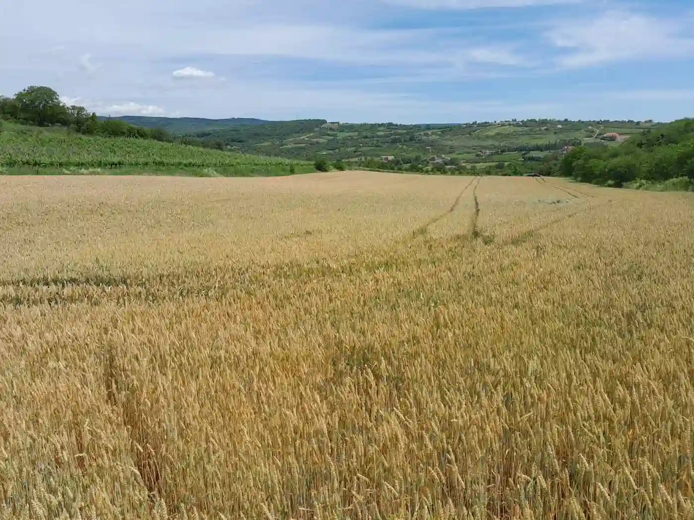 plac na prodaju Vrdnik, 2525m2 521992