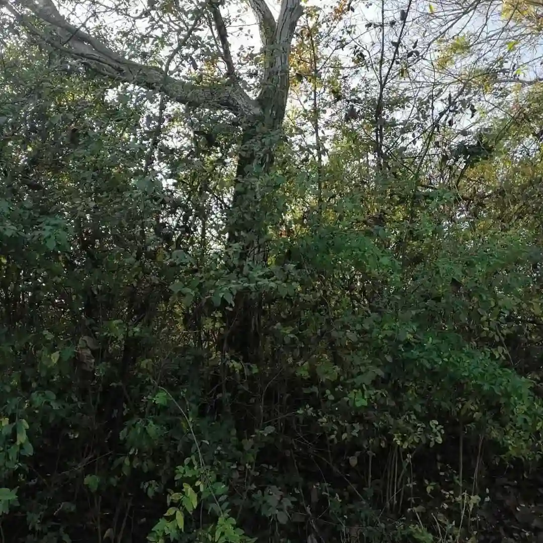 plac na prodaju Beočin 2217m2 529685