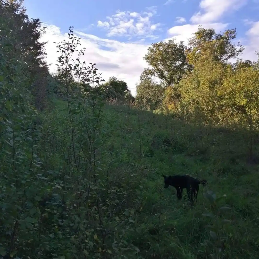 plac na prodaju Beočin, 2217m2 529685