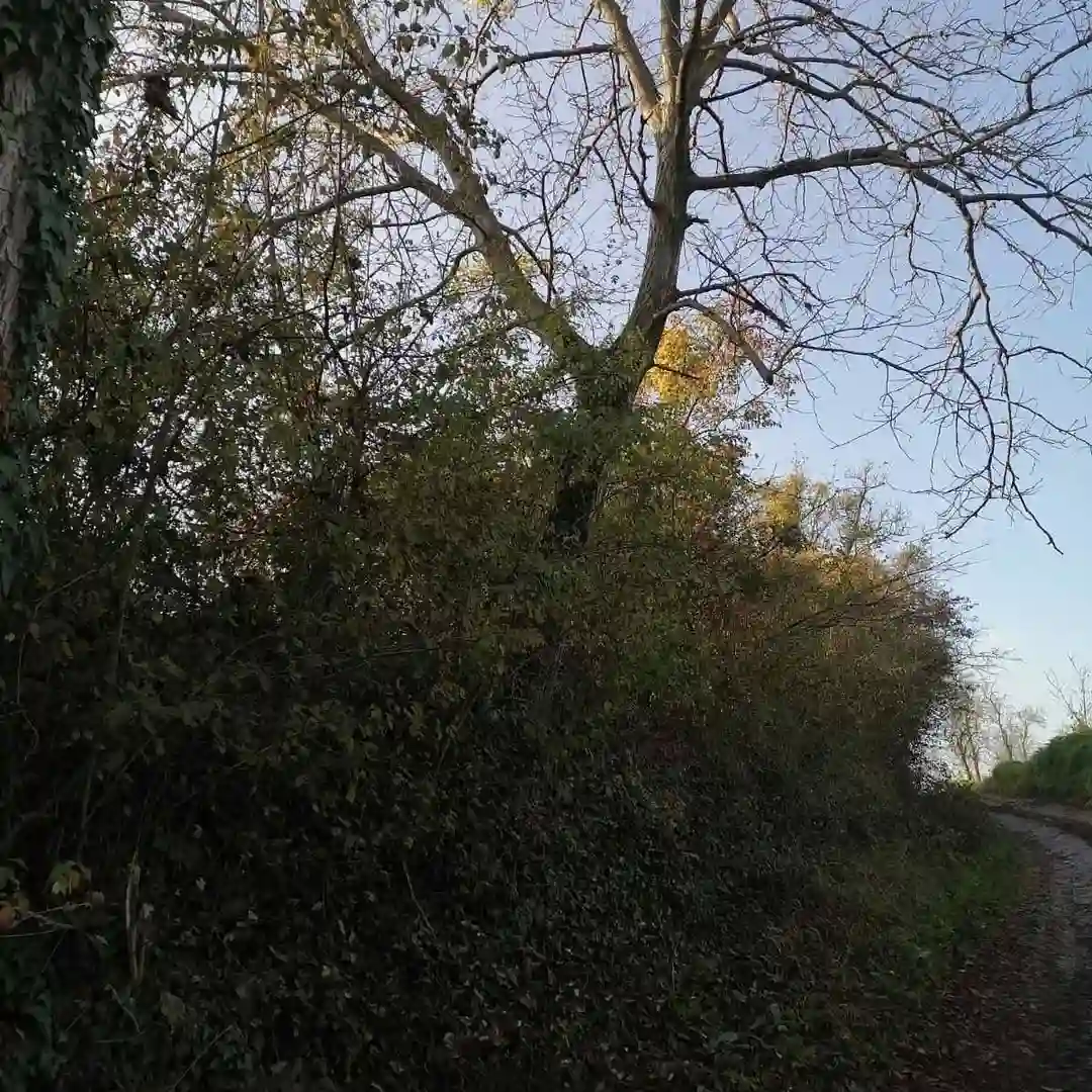 plac na prodaju Beočin 2217m2 529685