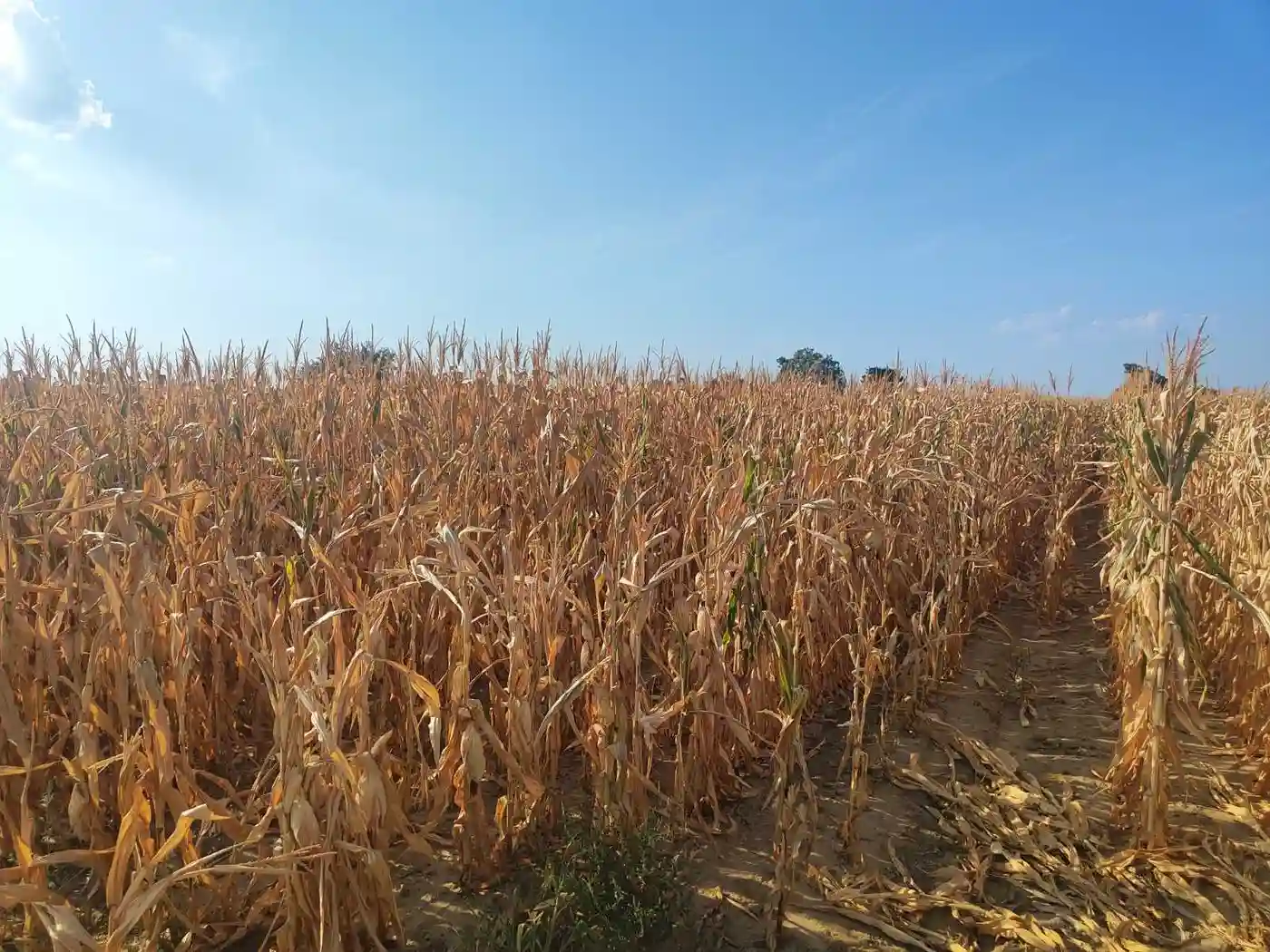 plac na prodaju Futog, 524m2 533152