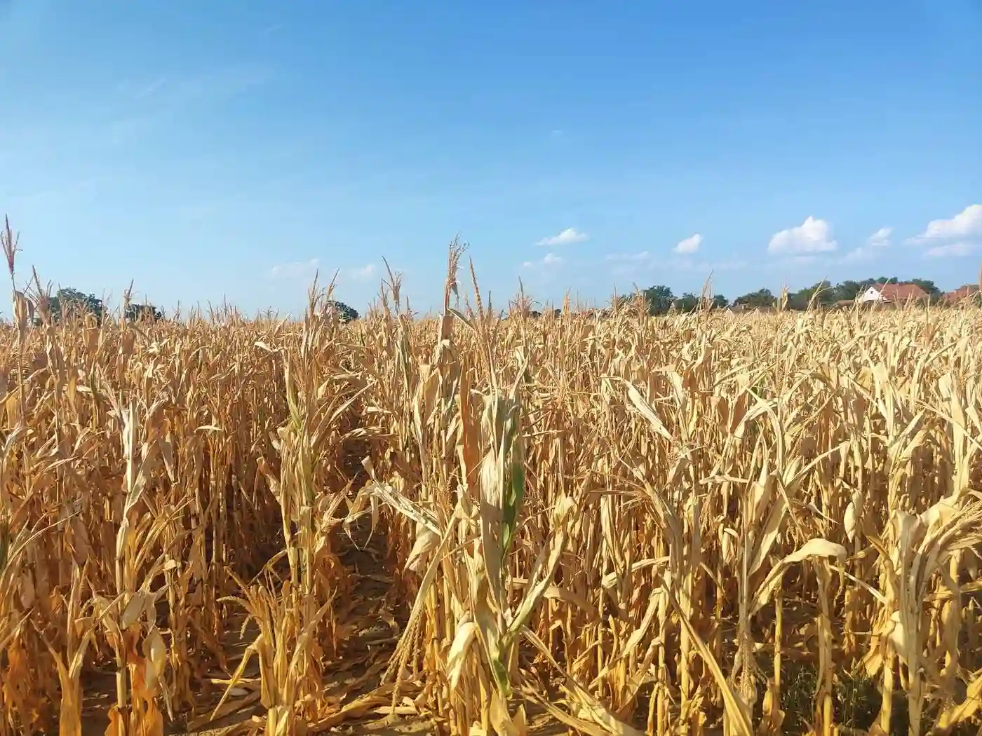 plac na prodaju Futog, 511m2 533154