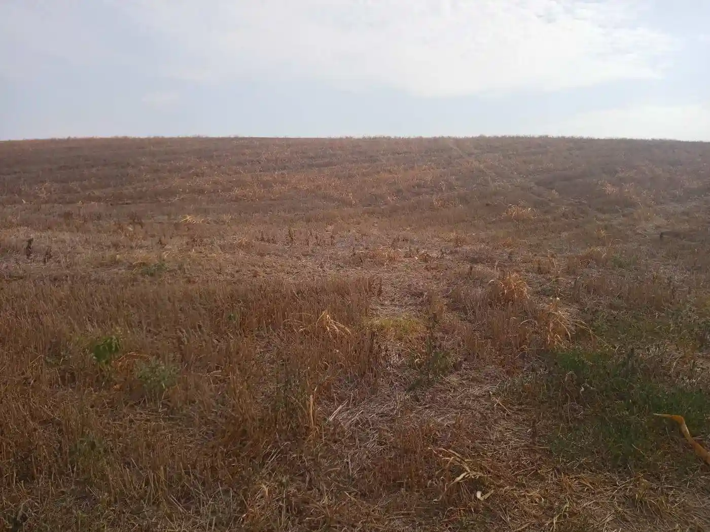 plac na prodaju Vrbas, 29359m2 504639