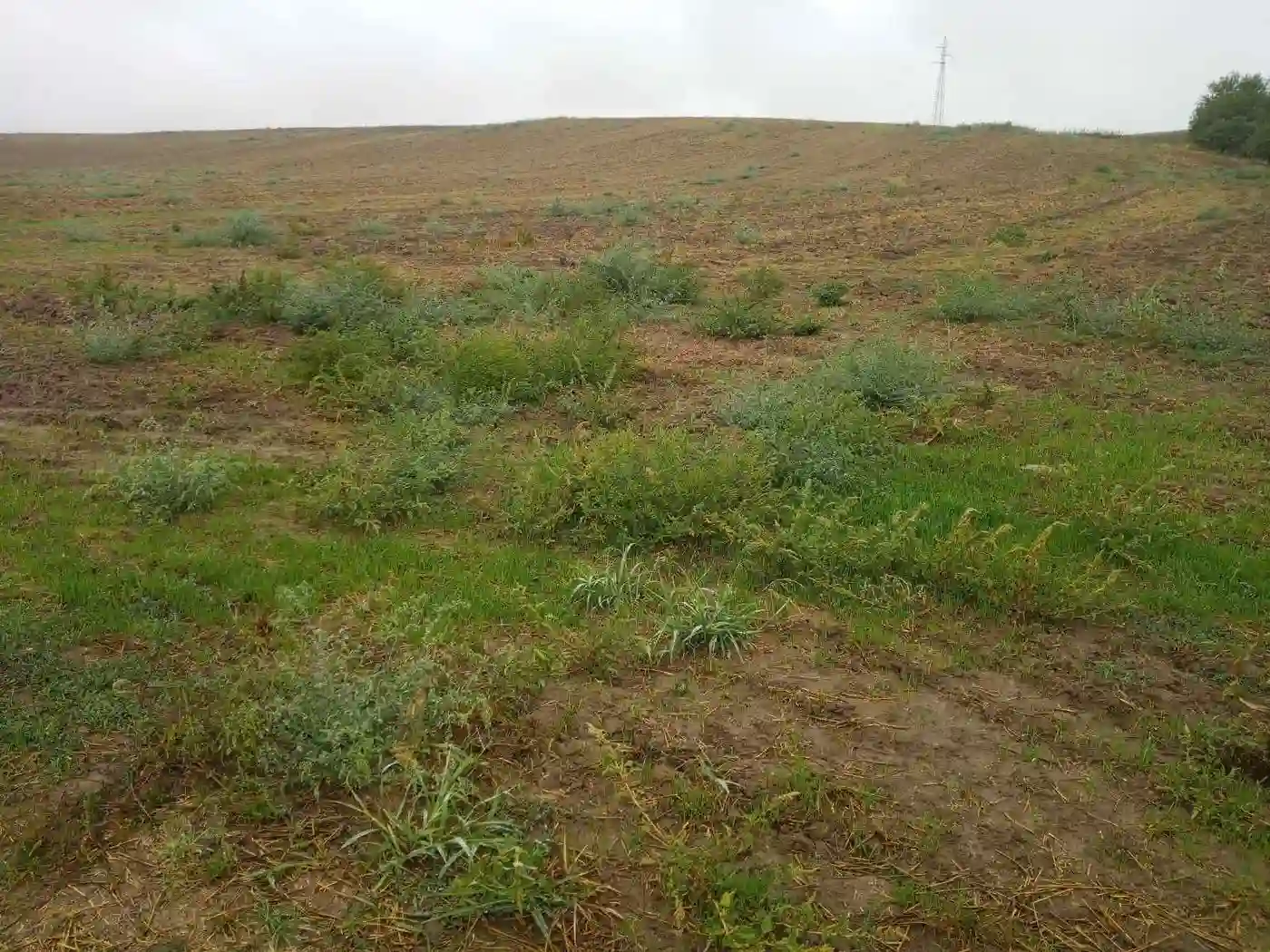 plac na prodaju Vrbas 13093m2 504640