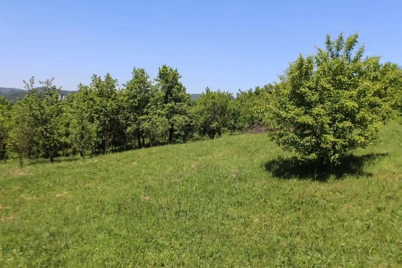 plac na prodaju Vrdnik 4785m2 574396