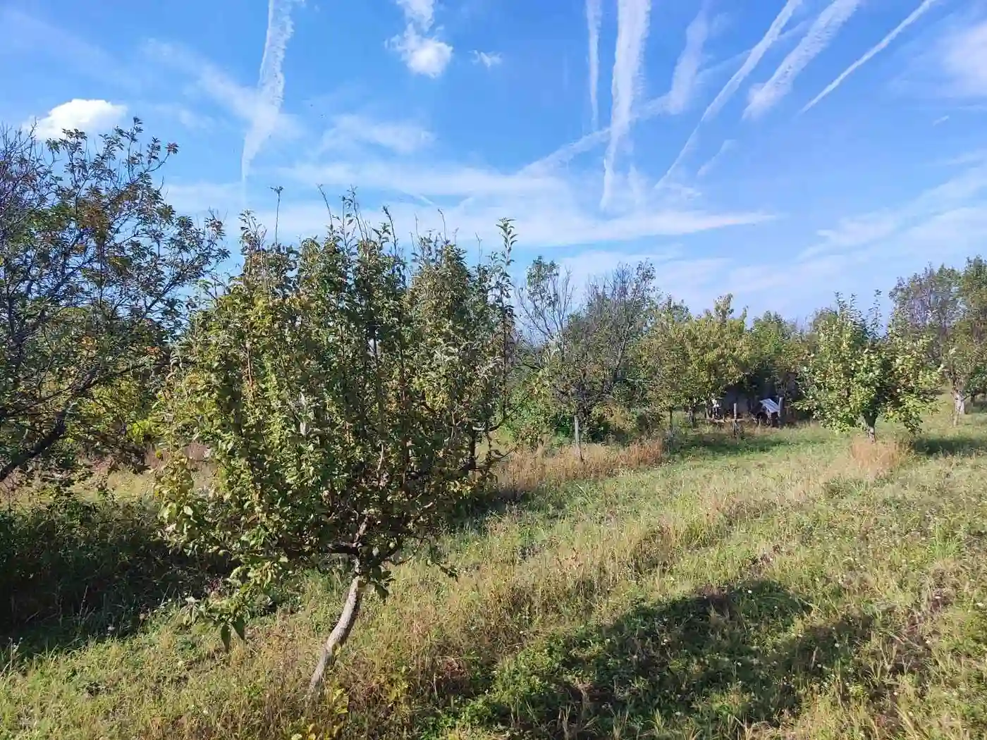plac na prodaju Petrovaradin 954m2 535235