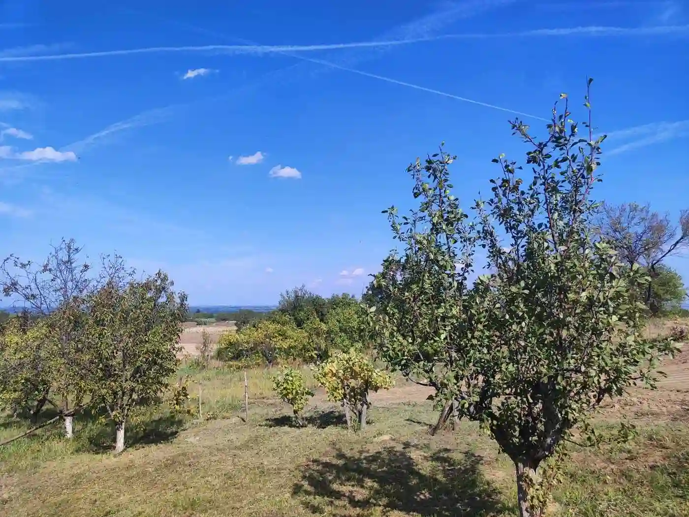 plac na prodaju Petrovaradin 954m2 535235