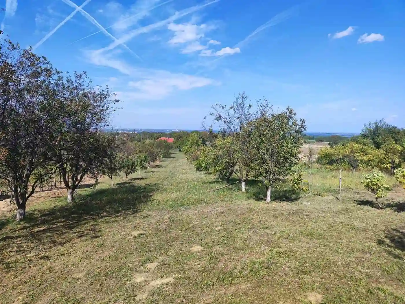 plac na prodaju Petrovaradin 954m2 535235