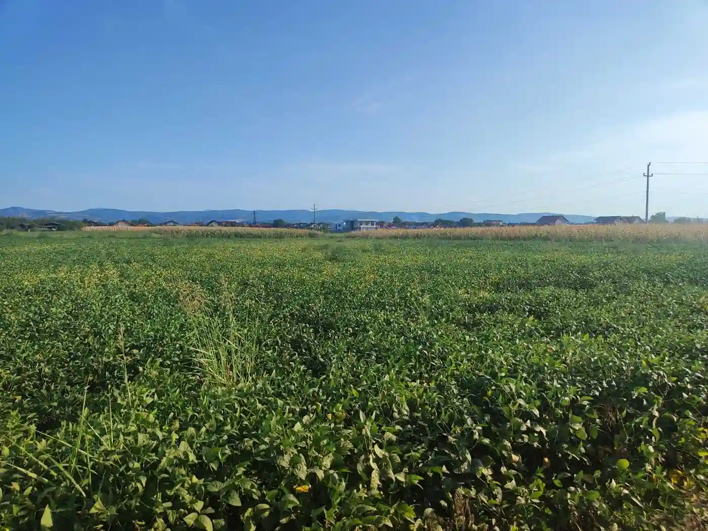 plac na prodaju Futog 6438m2 528759