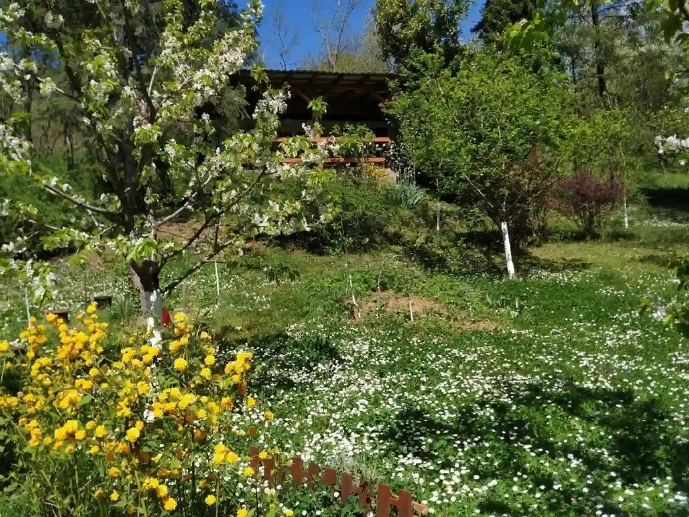 kuca na prodaju Vrdnik 25m2 536906