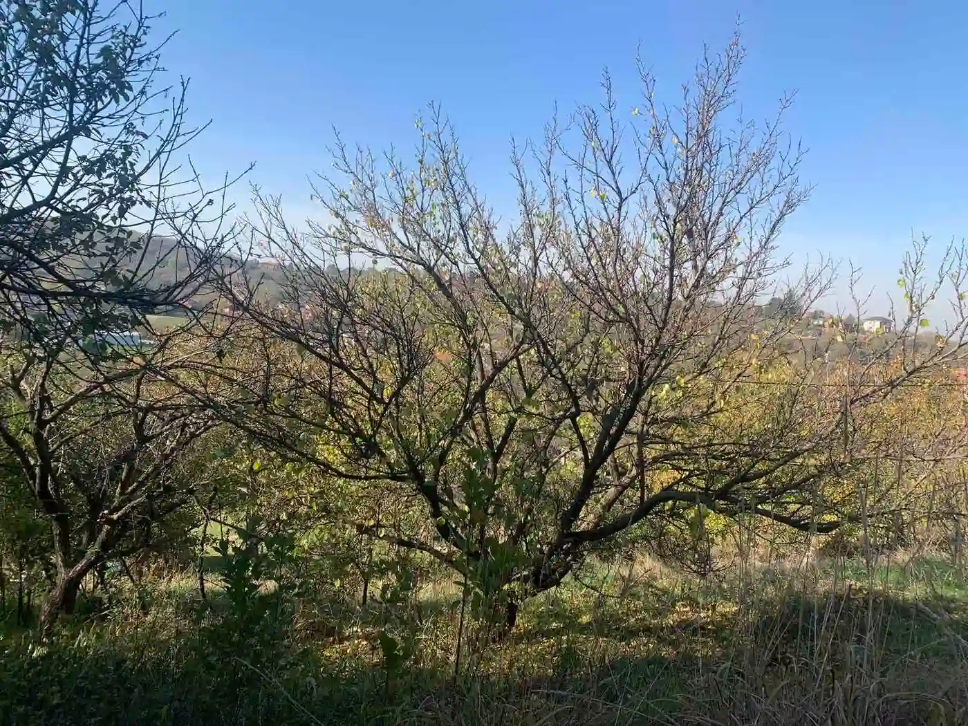 kuca na prodaju Rakovac 25m2 537492