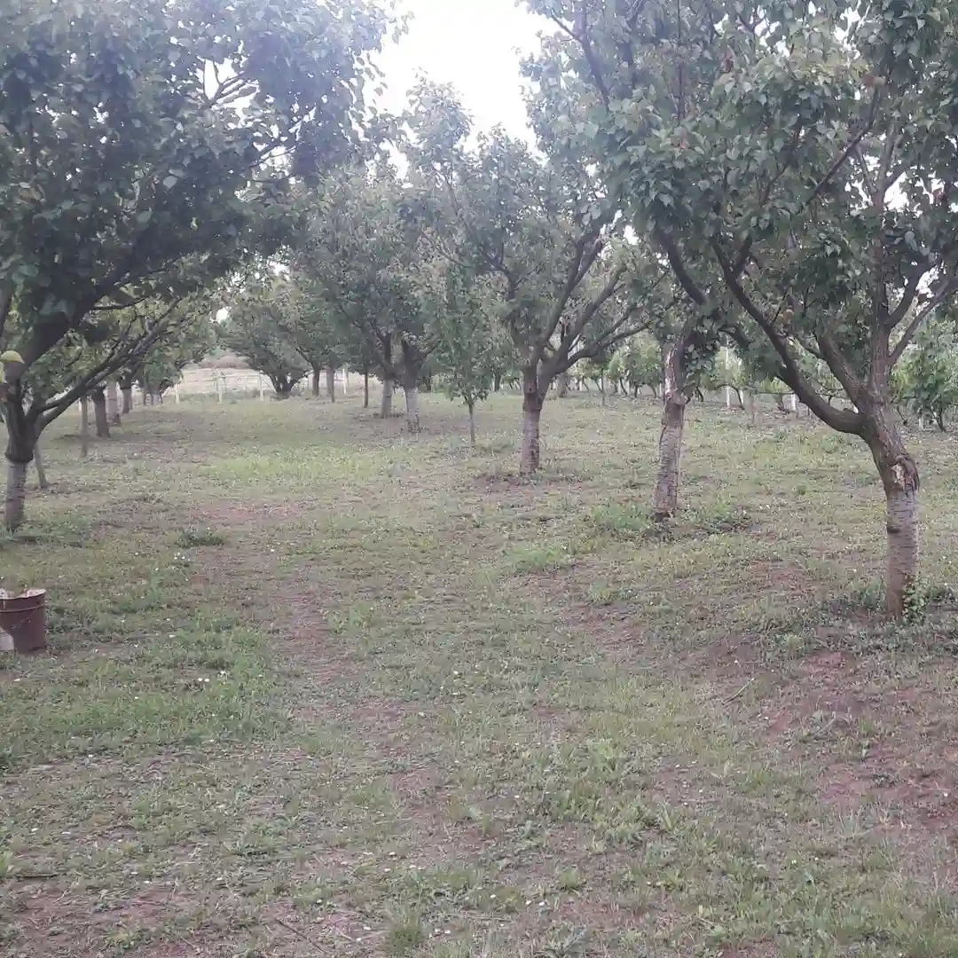 plac na prodaju Temerin 2971m2 537680