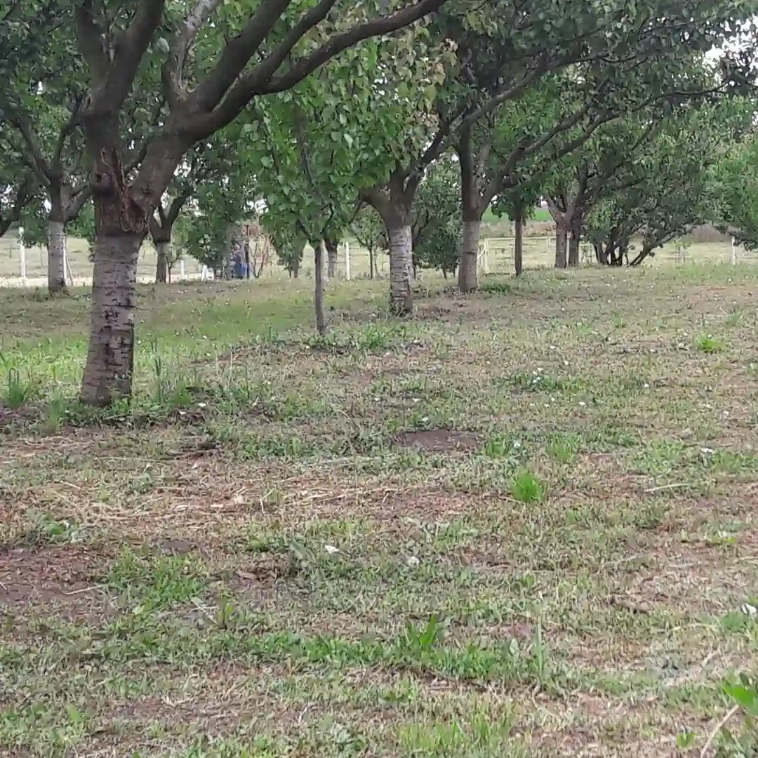 plac na prodaju Temerin 2971m2 537680