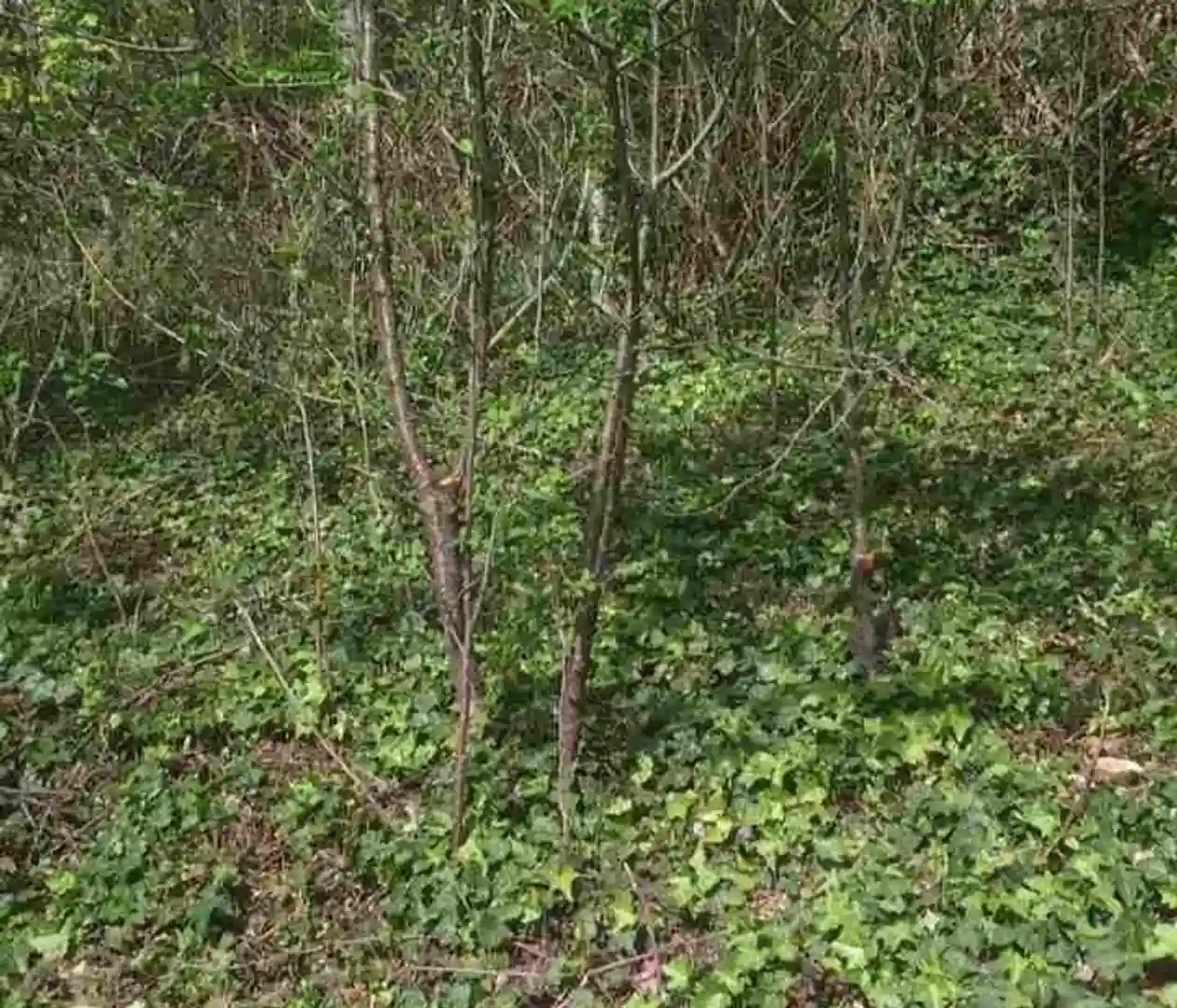 plac na prodaju Sremska Kamenica 906m2 539004