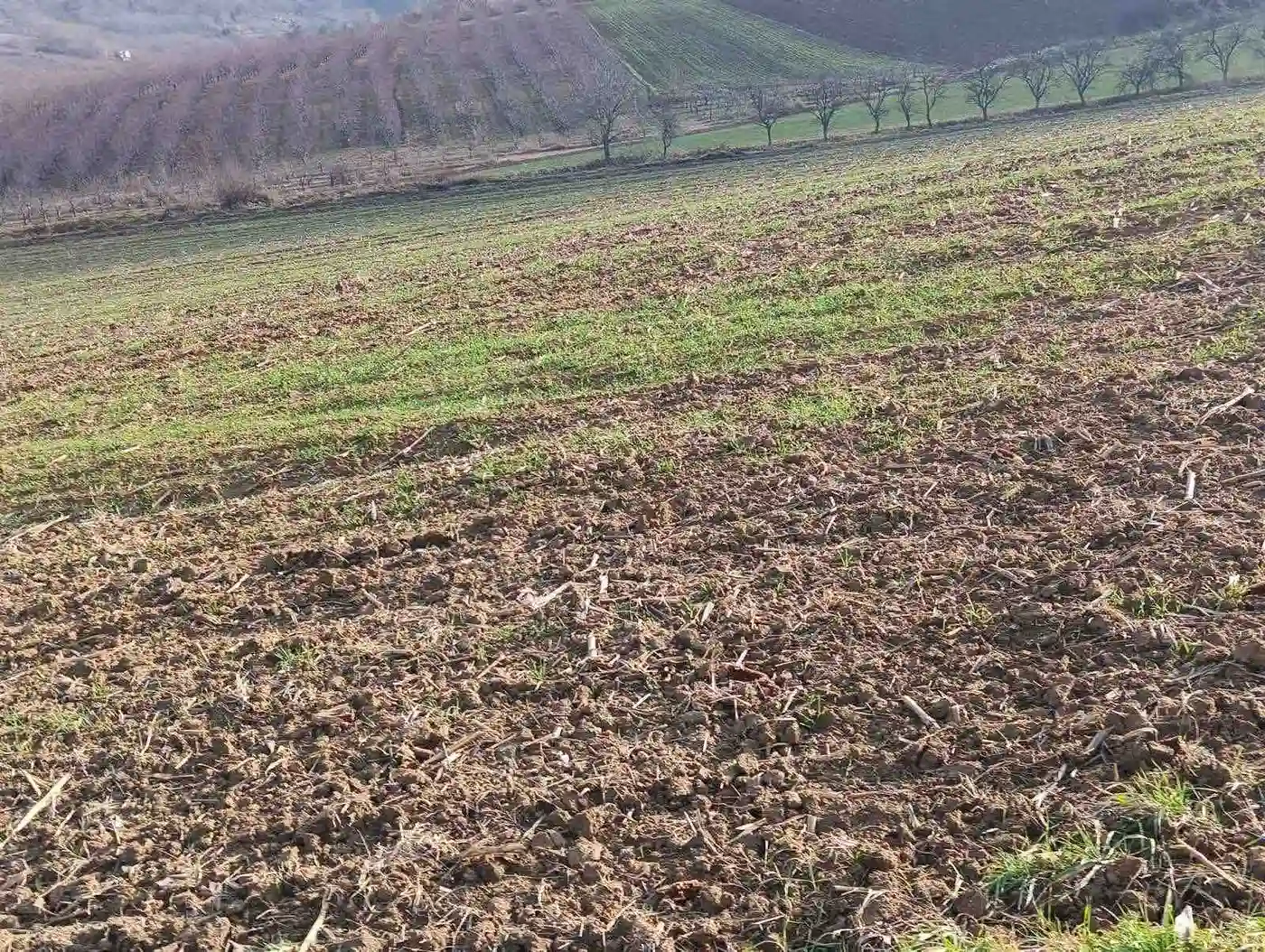 plac na prodaju Sremski Karlovci 32234m2 540465