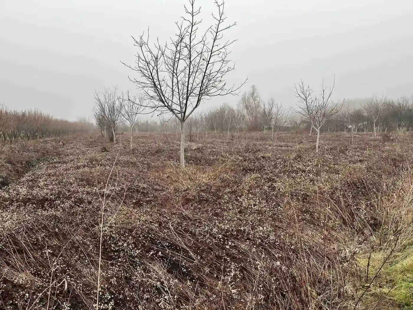Plac na prodaju Petrovaradin 9350m2, 541457