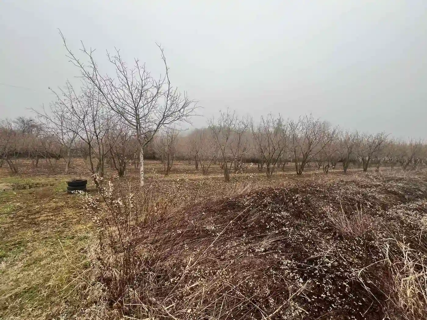 Plac na prodaju Petrovaradin 9350m2, 541457