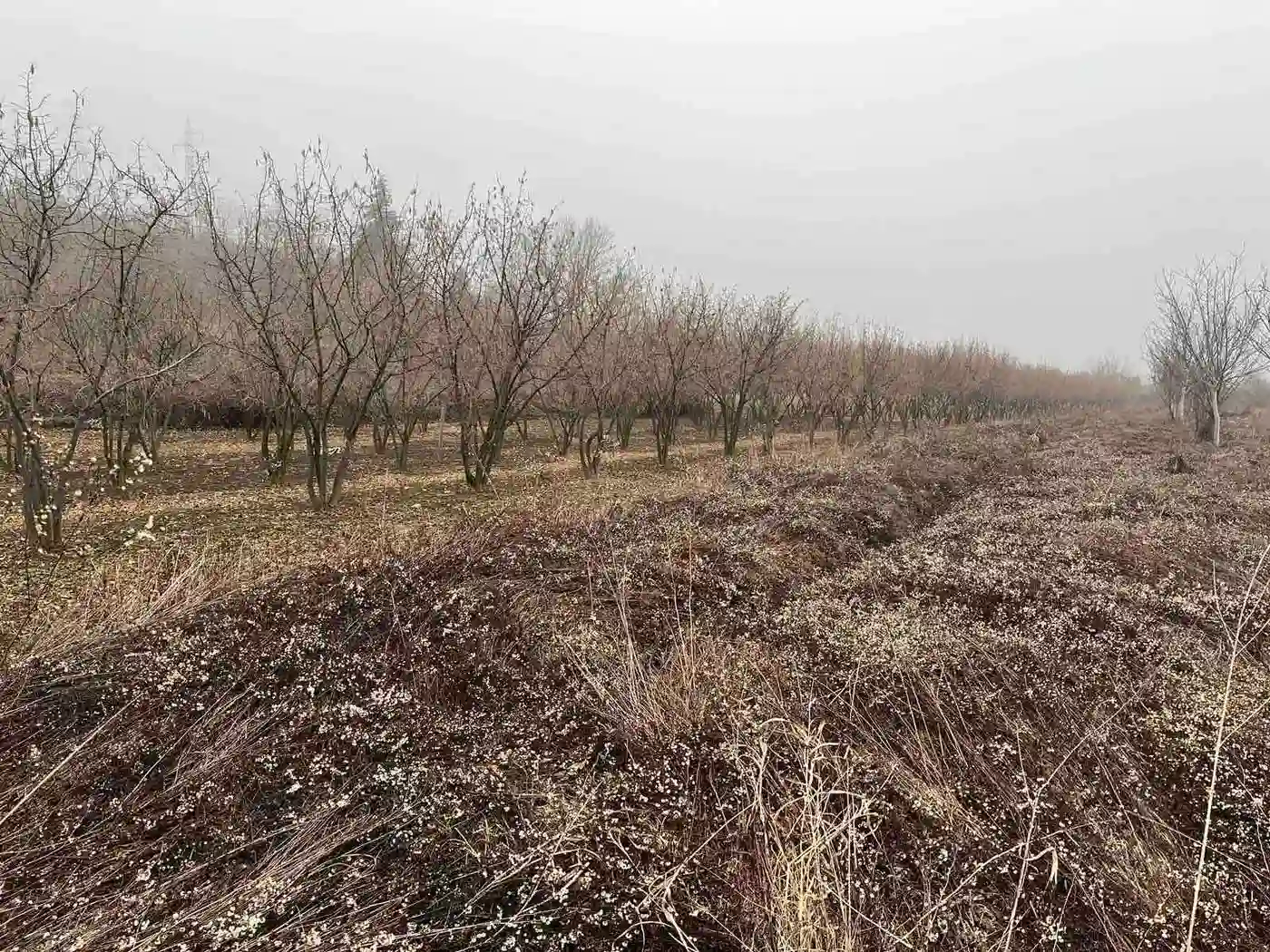 Plac na prodaju Petrovaradin 9350m2, 541457