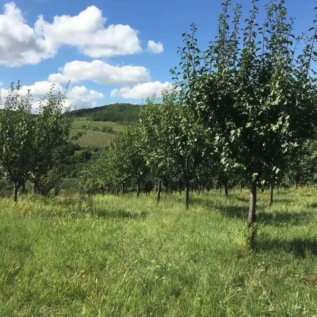 plac na prodaju Čerević 1589m2 541778