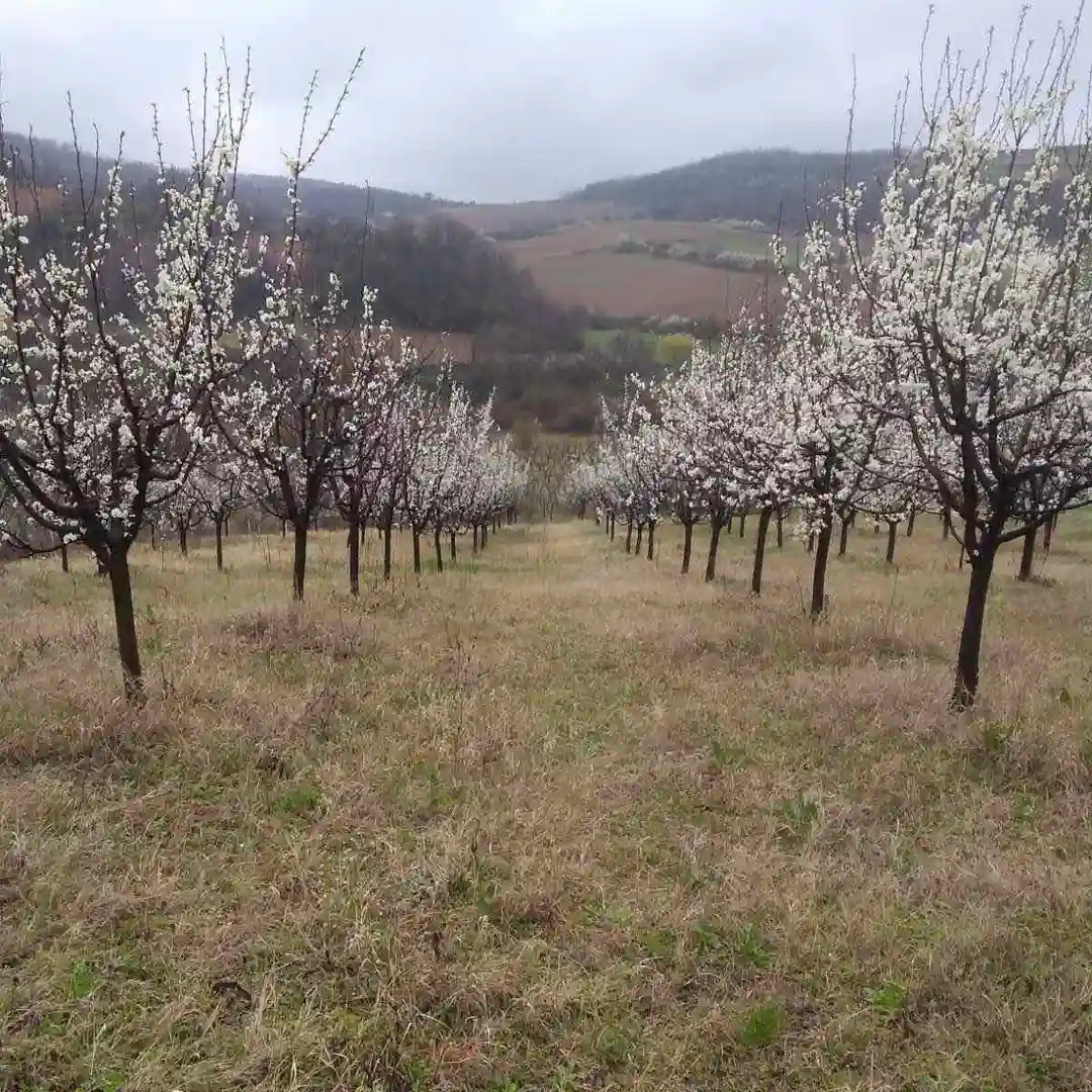 plac na prodaju Čerević 1589m2 541778