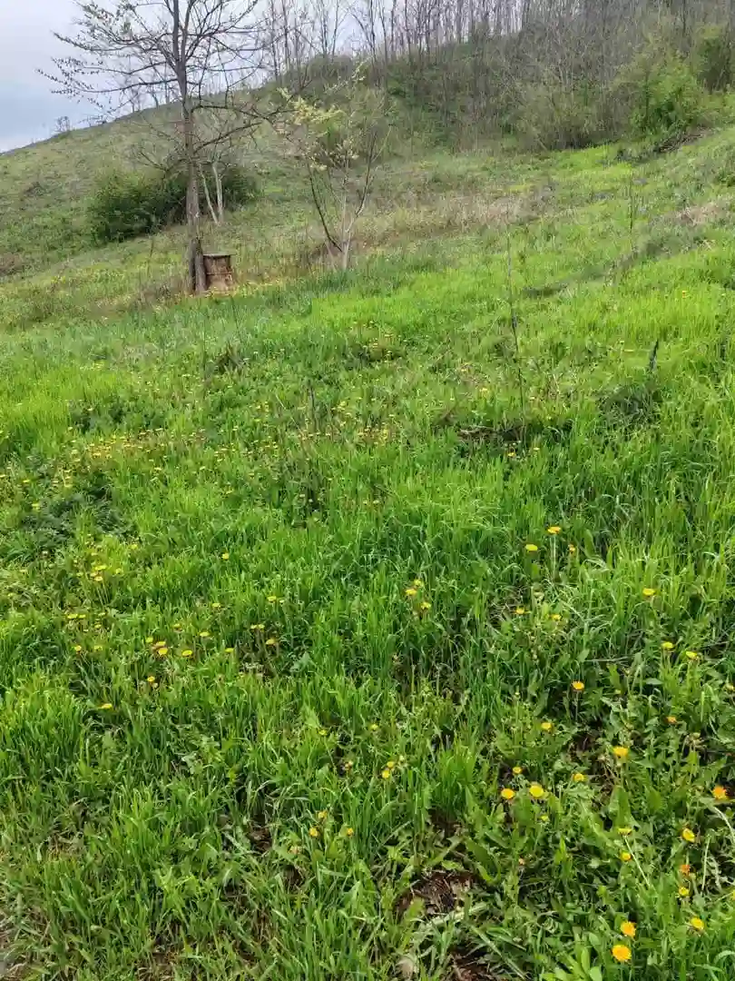 plac na prodaju Čerević 3002m2 545692