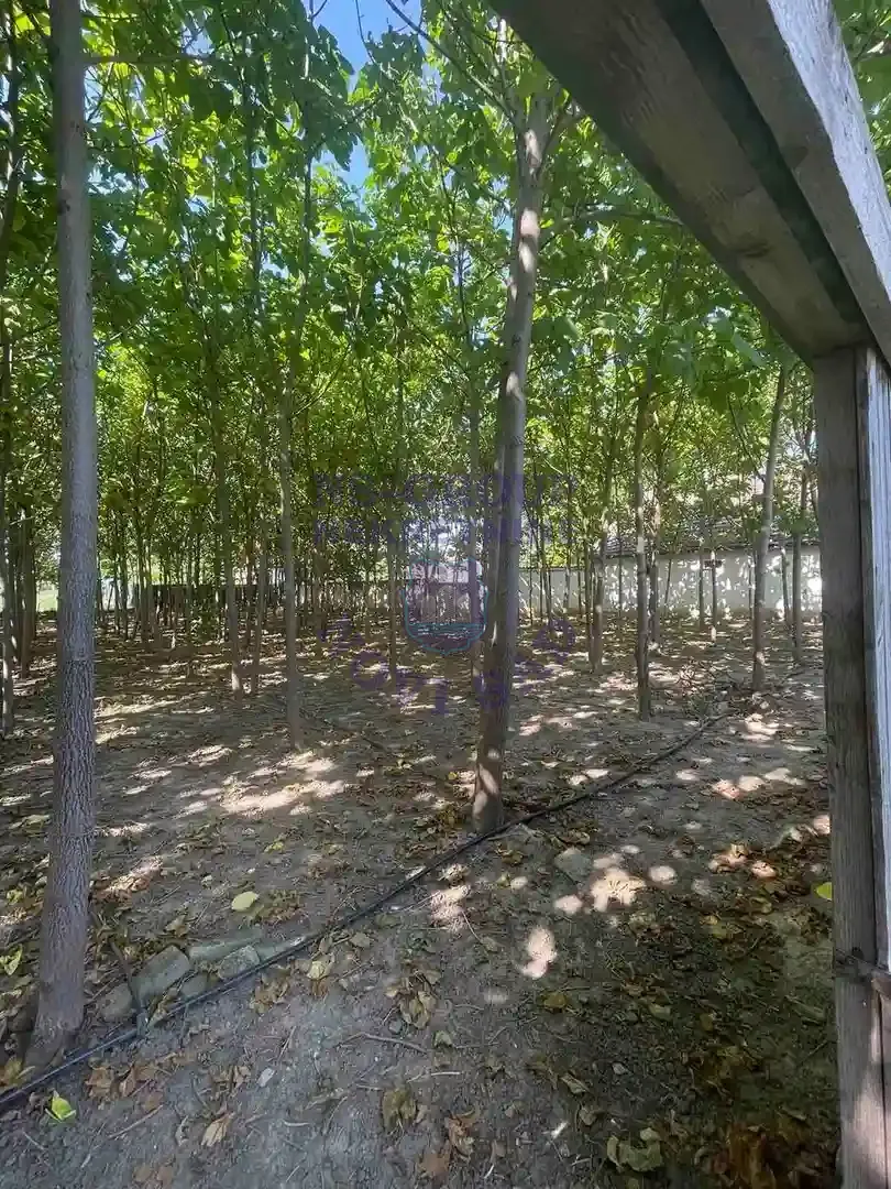 plac na prodaju Bačko Gradište, 1287m2 549519