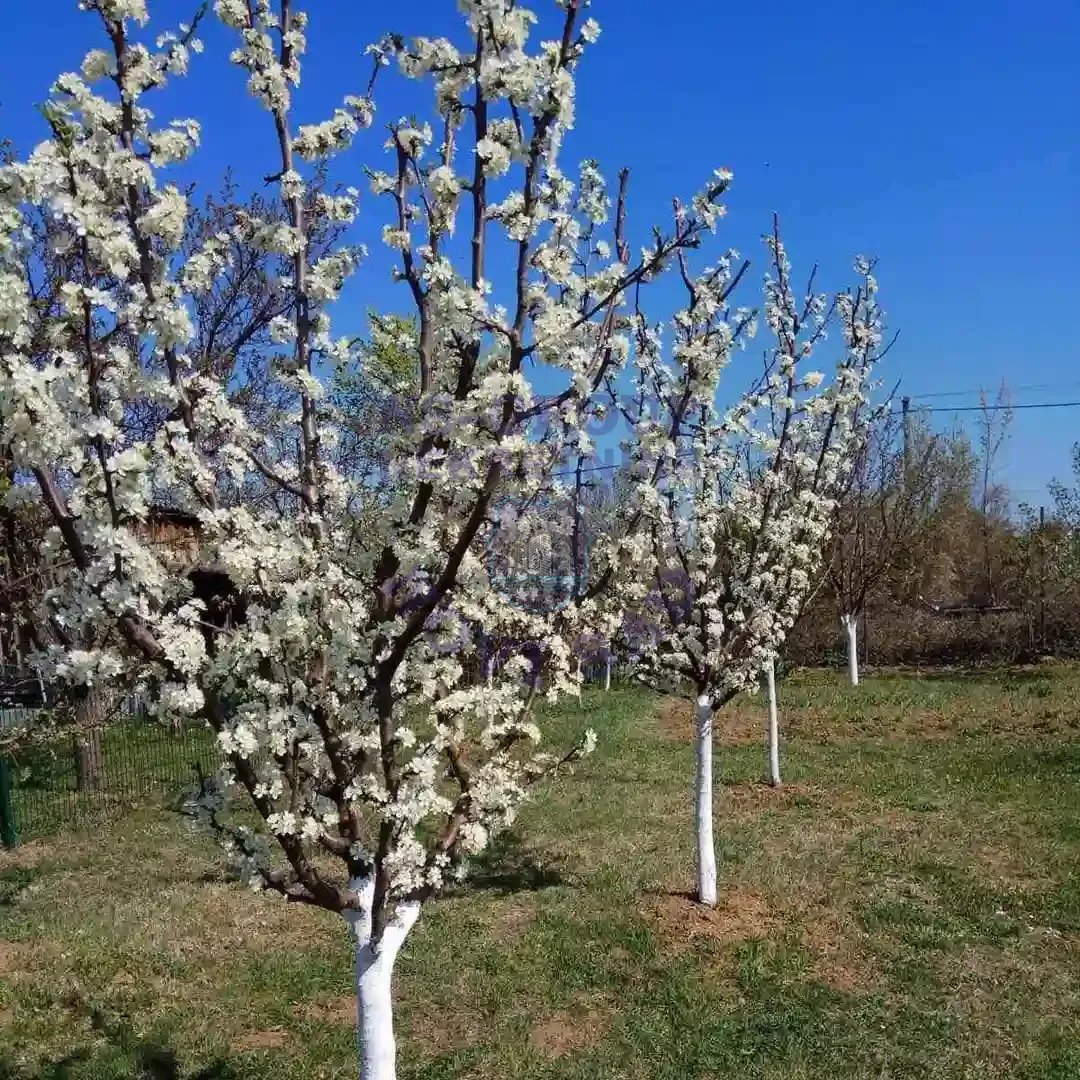 kuca na prodaju Petrovaradin 30m2 553152